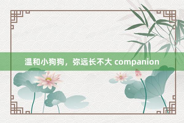 温和小狗狗，弥远长不大 companion
